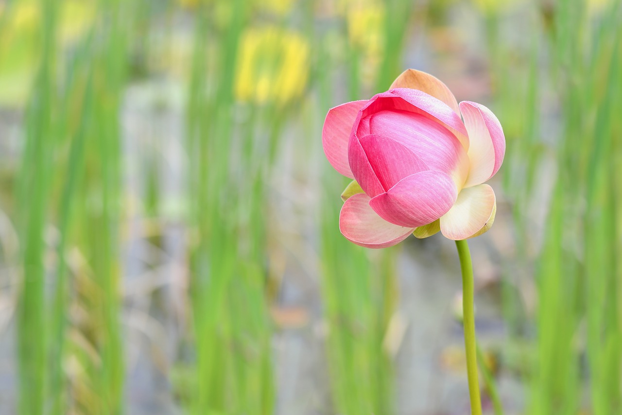 lotus flower aquatic plant lotus free photo