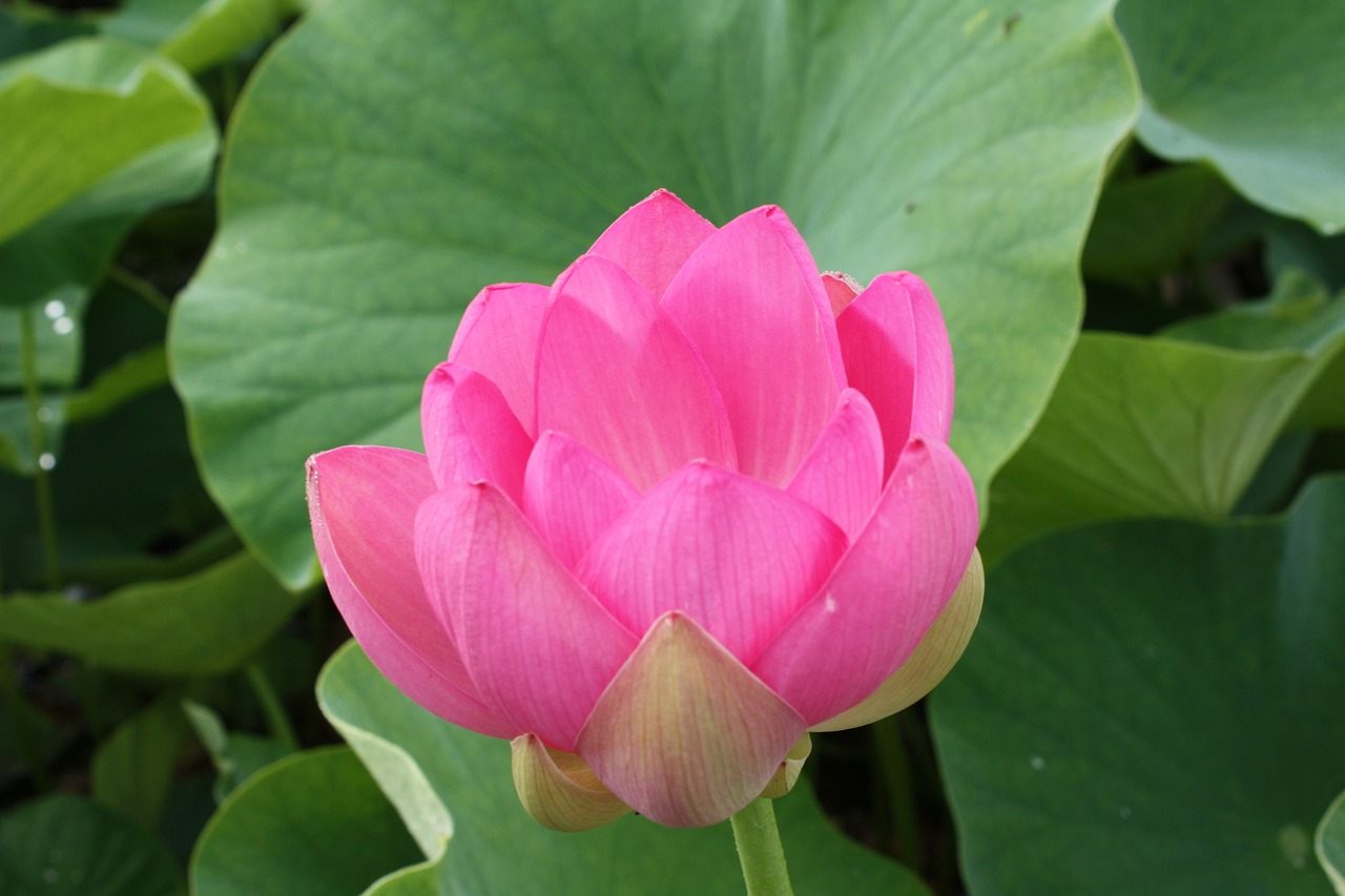 lotus flower  eight months available at the foot of the free pictures free photo