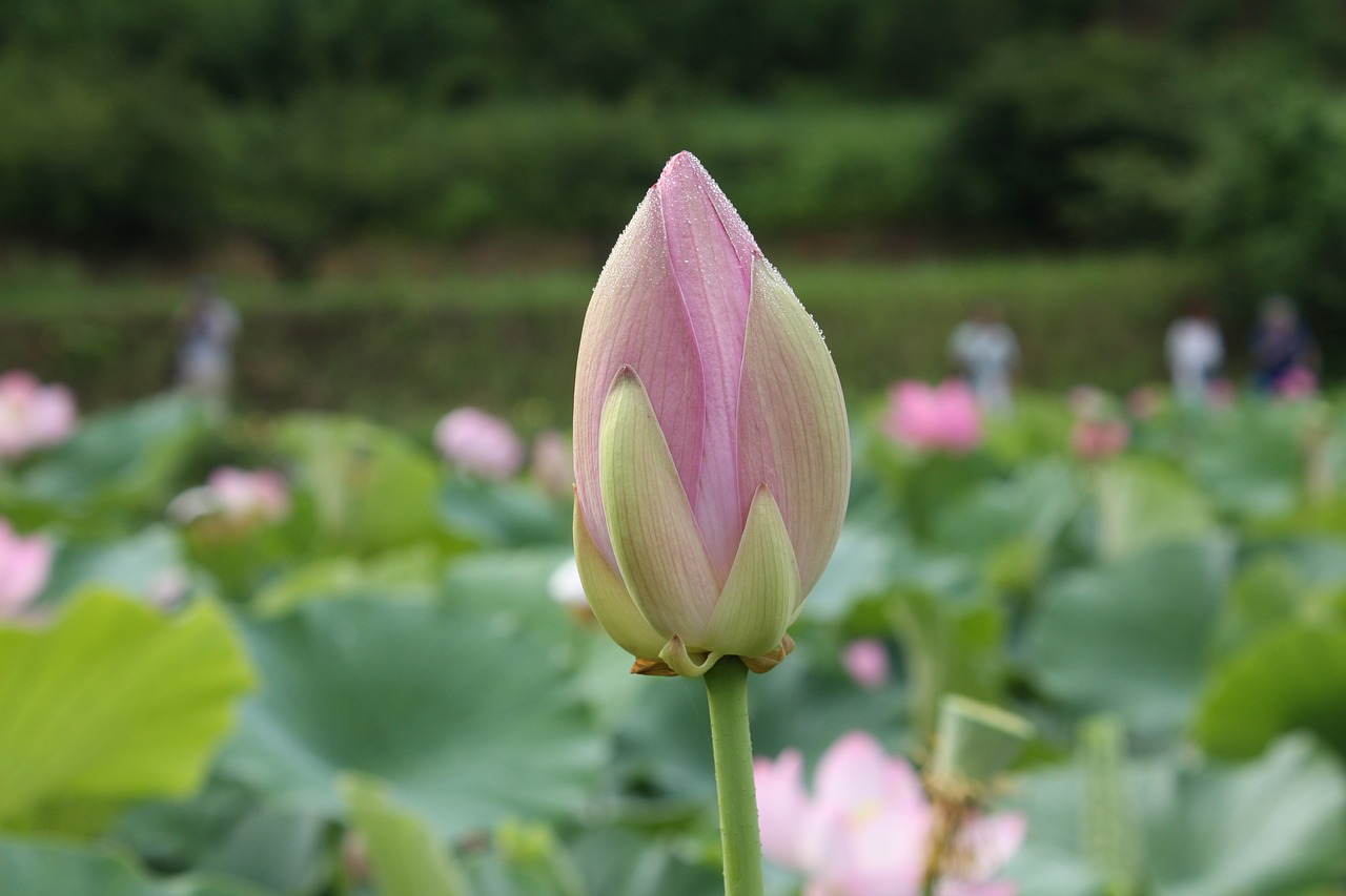 lotus flower  eight months available at the foot of the free pictures free photo
