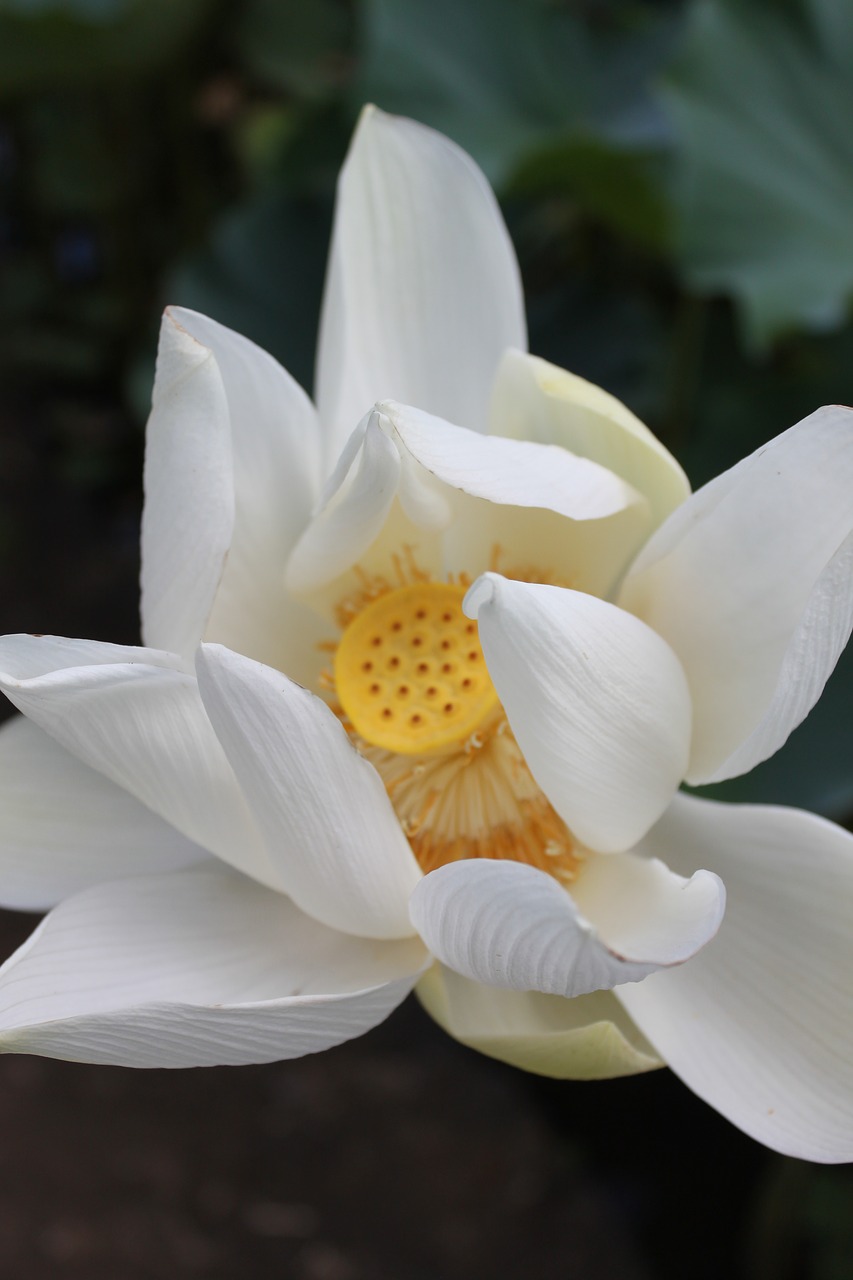 lotus flower  blossom  bloom free photo