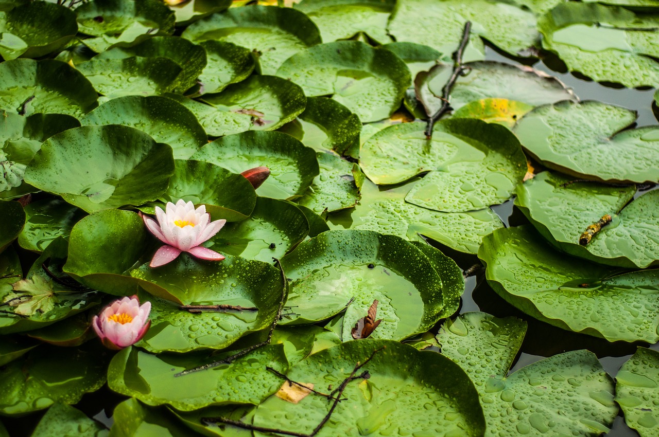 lotus flower  water lily  botany free photo