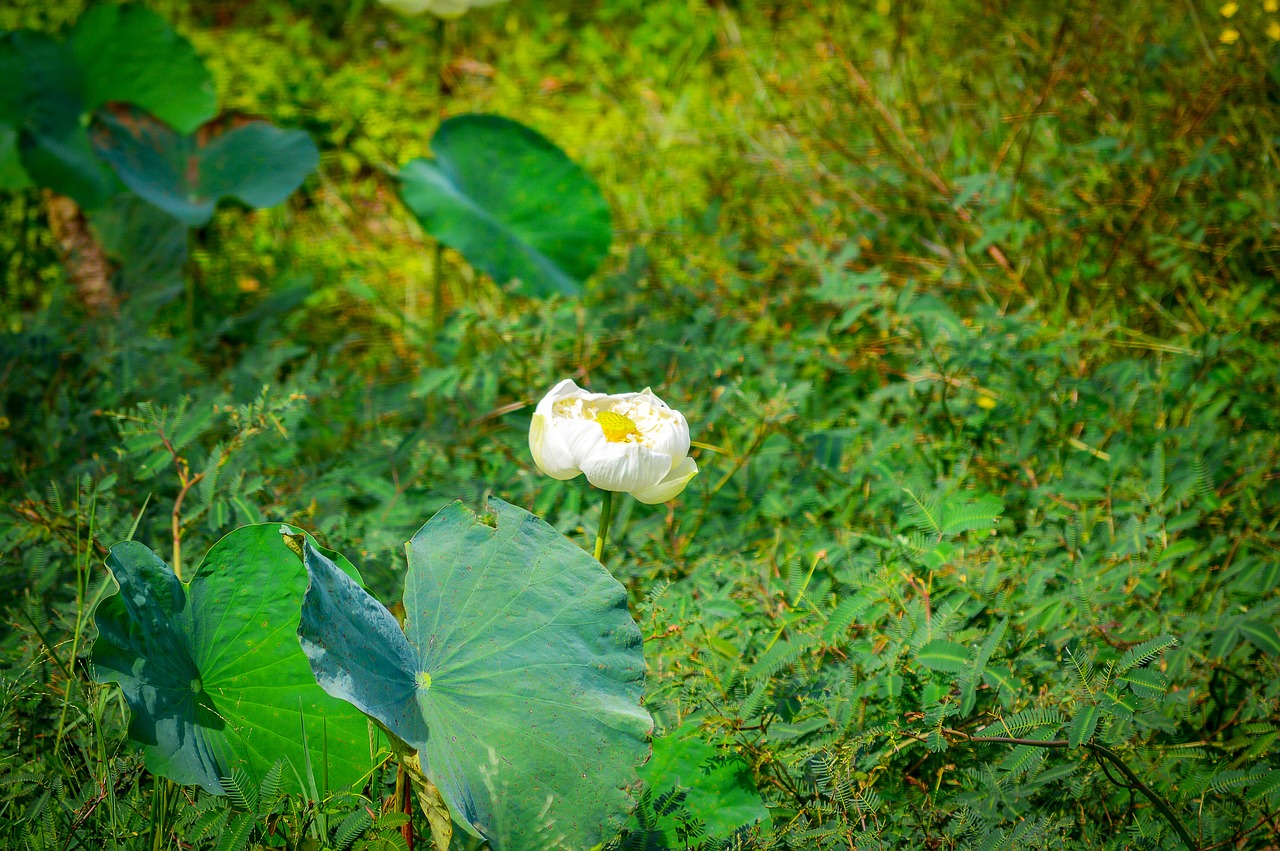 lotus flower  flower  white lotus free photo