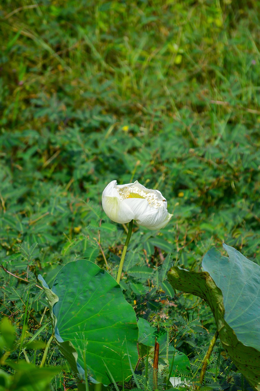 lotus flower  flower  white lotus free photo