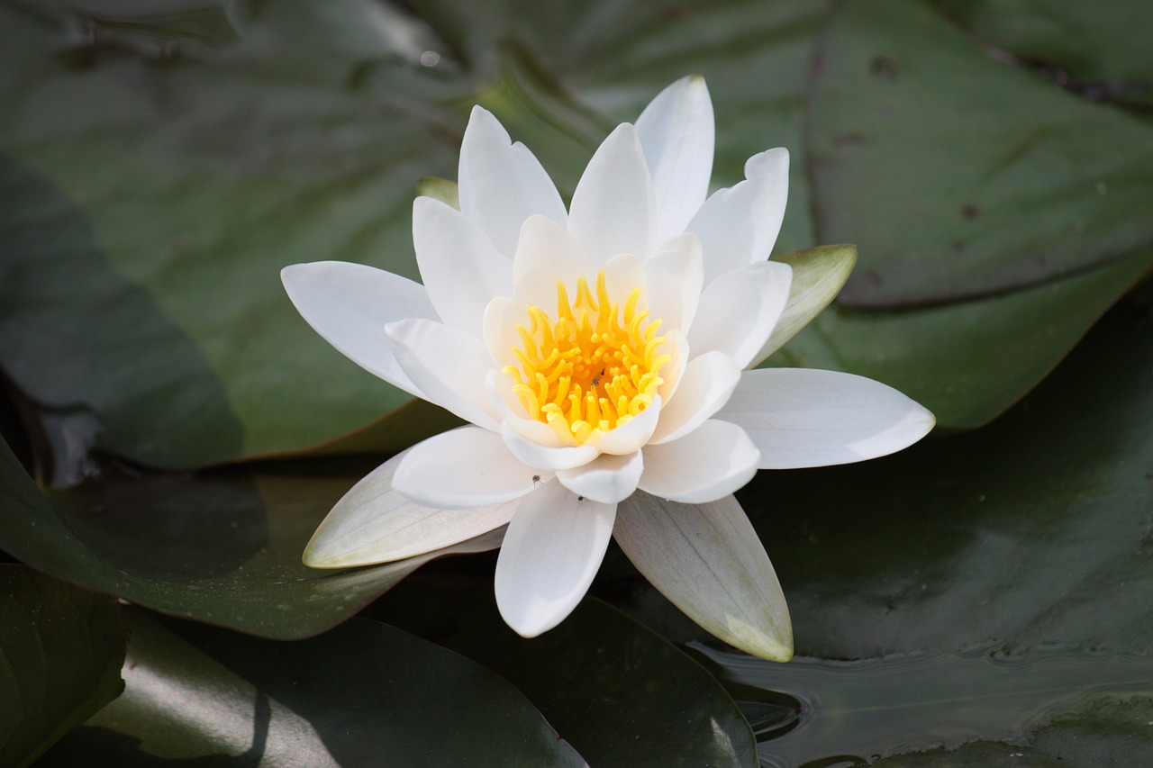 lotus flower  zen  japan free photo