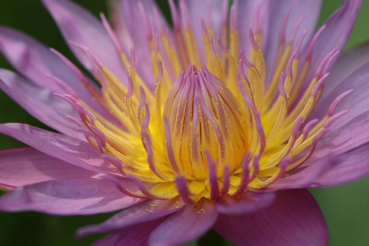 lotus flower  bud  yellow free photo