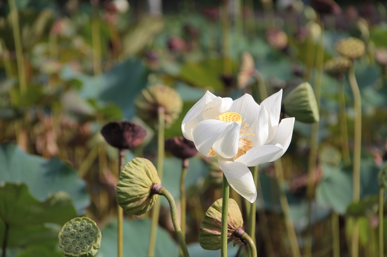 lotus flower  lotus  flower free photo