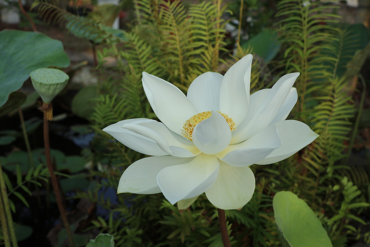lotus flower  white  green free photo