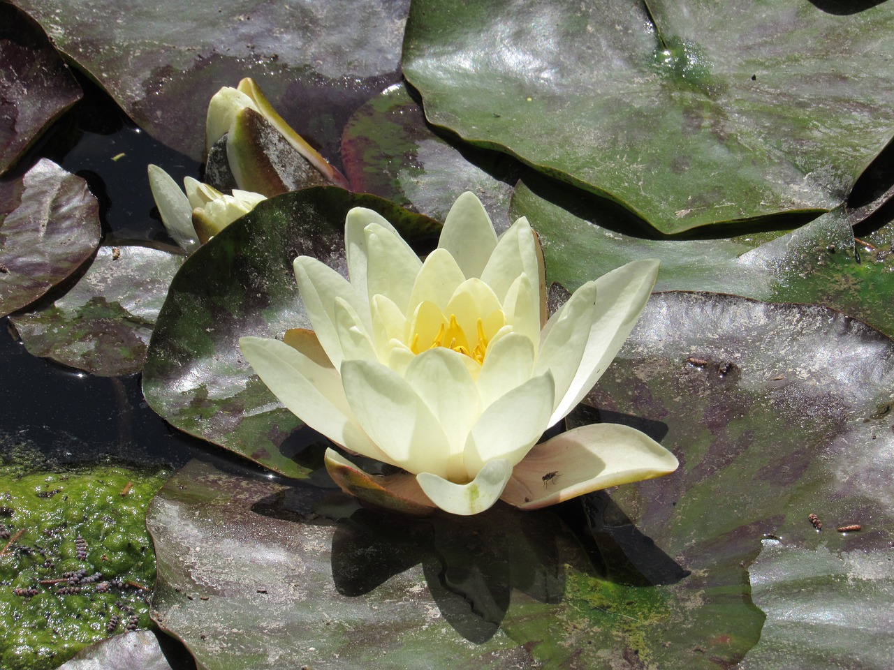 lotus flower  summer  water free photo