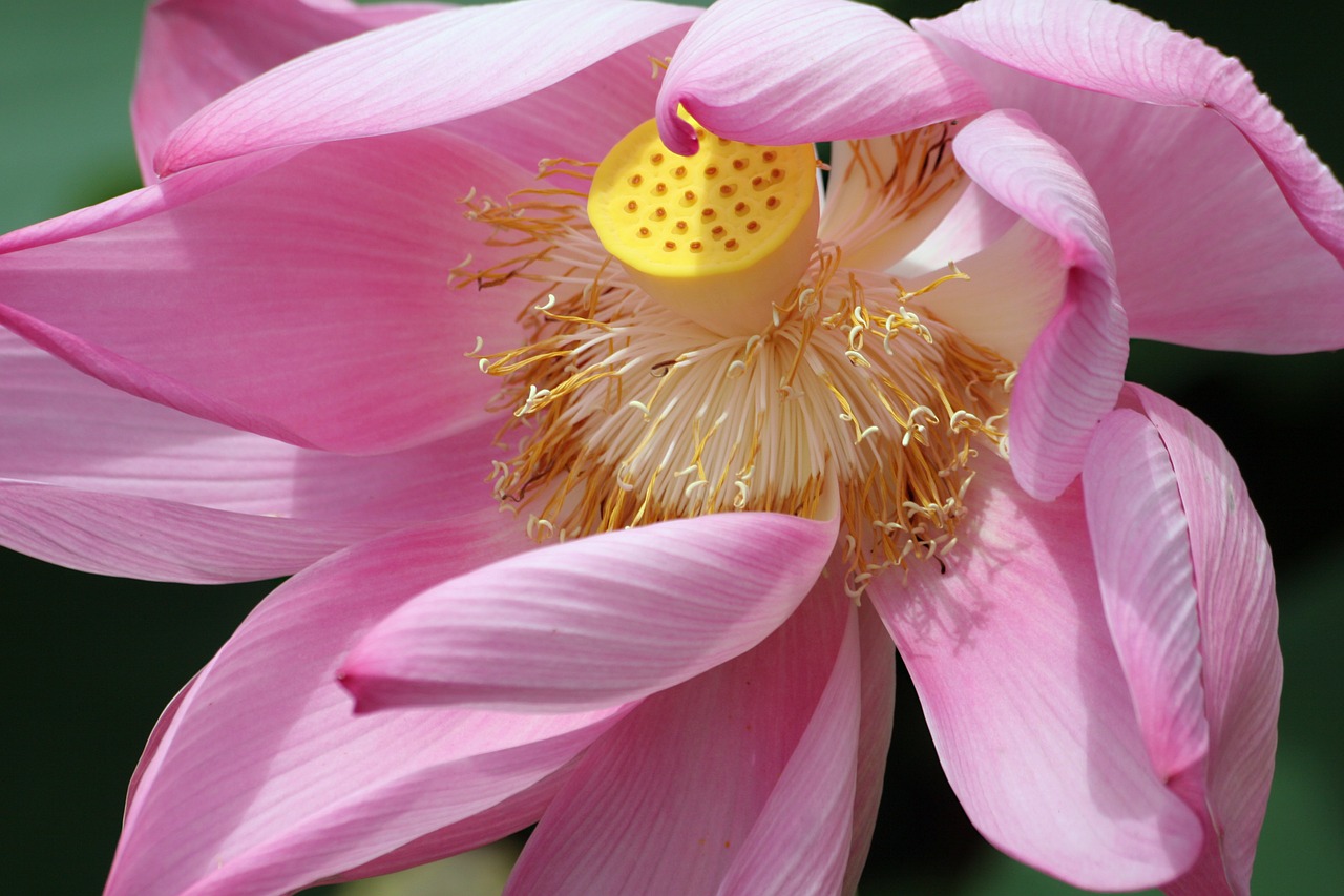 lotus flower flora pink free photo