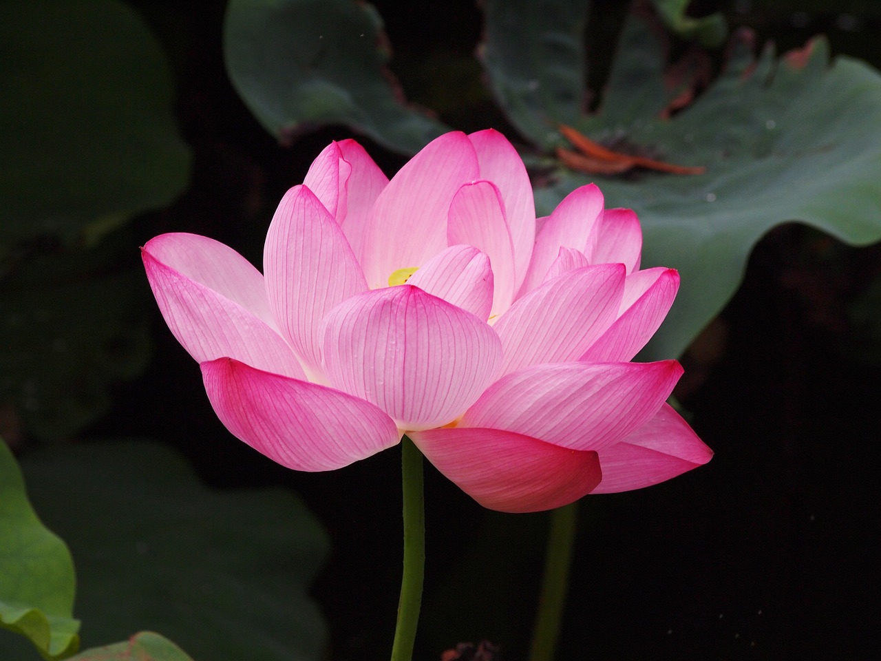 lotus flower pink lotus free photo