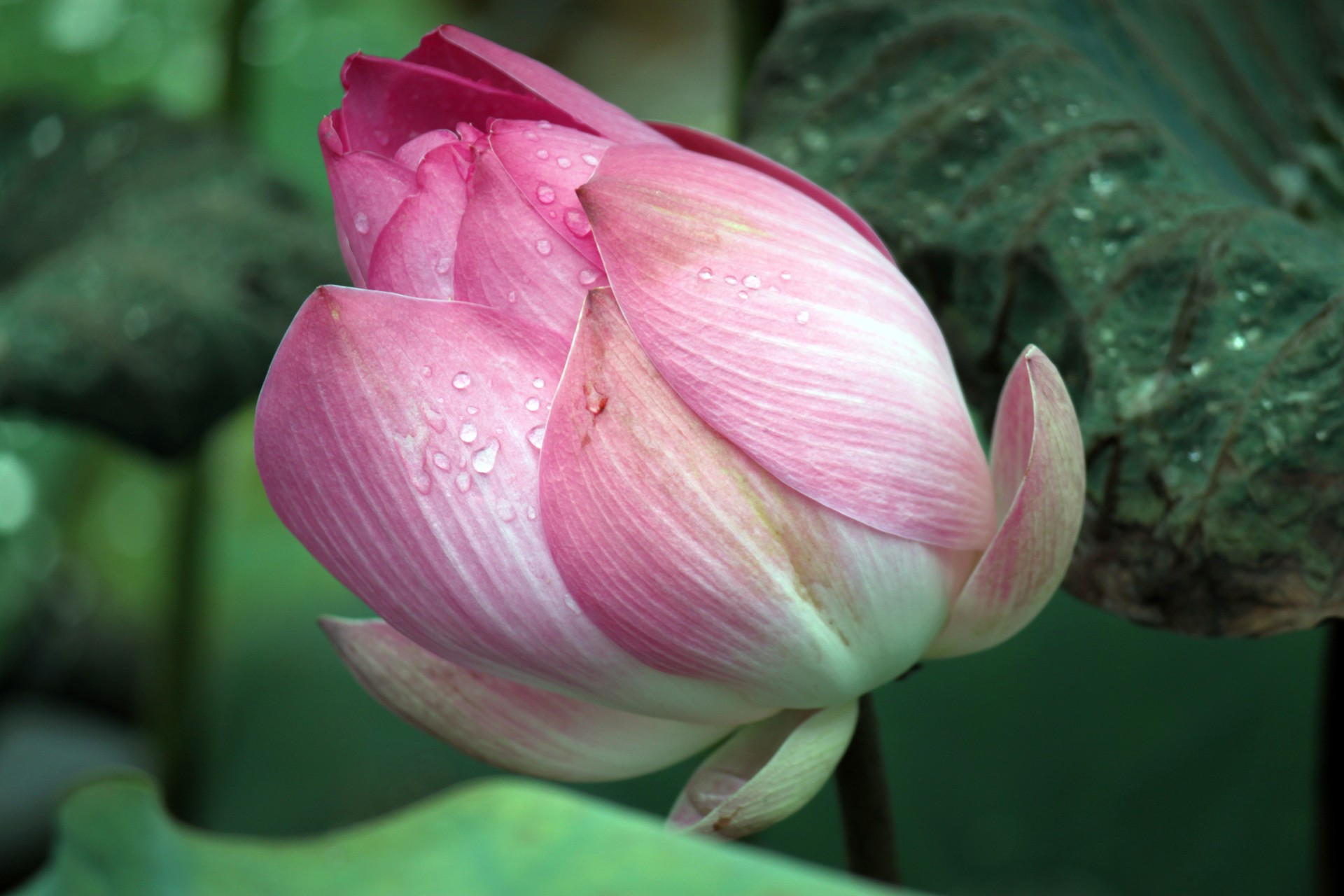 lotus flower after free photo