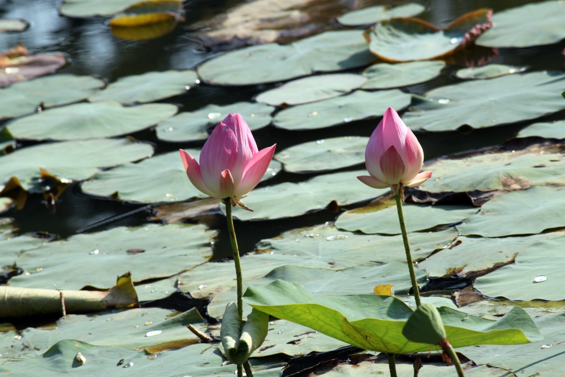 lotus flower leaves free photo