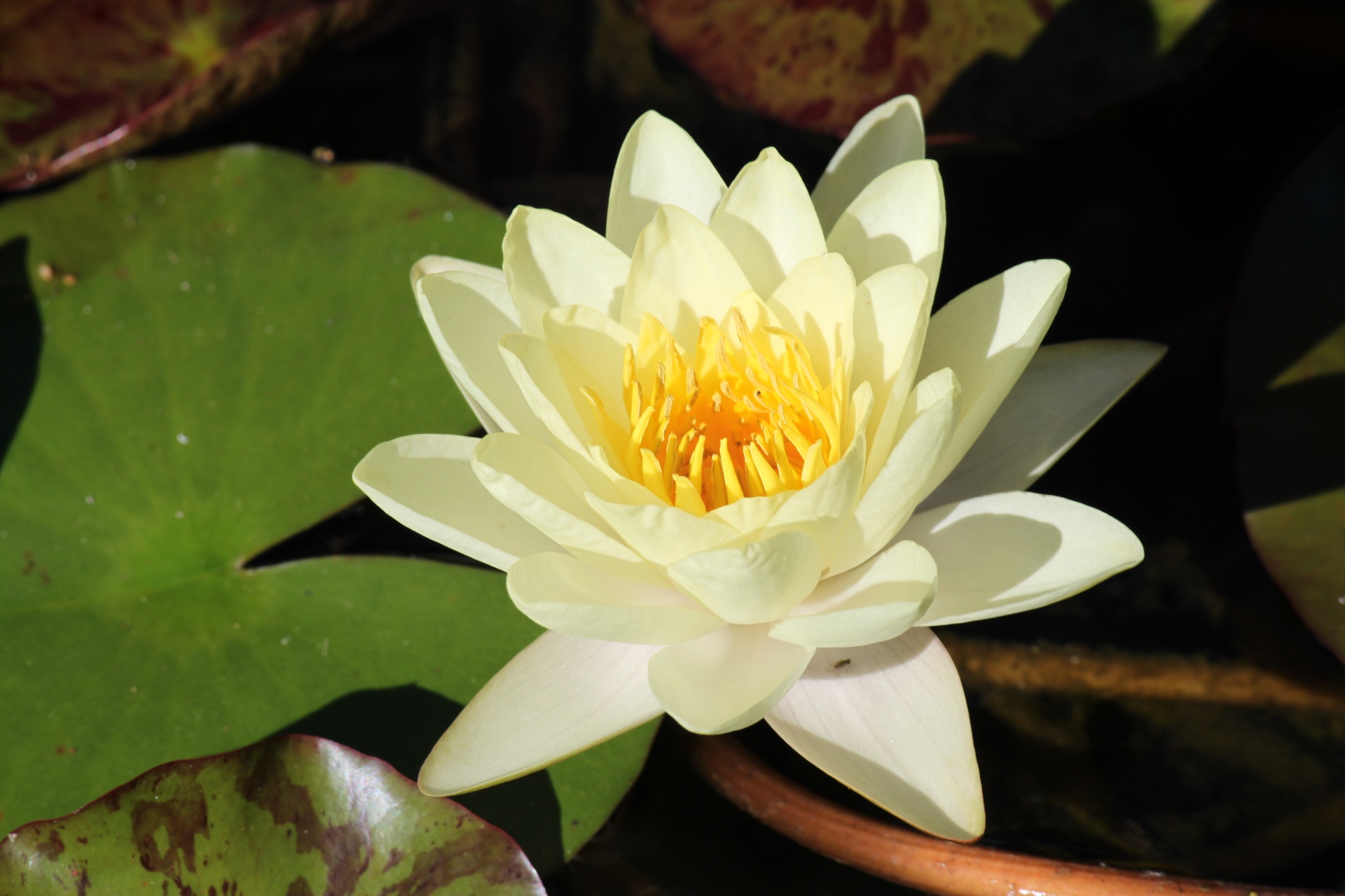 lotus flower blossom free photo