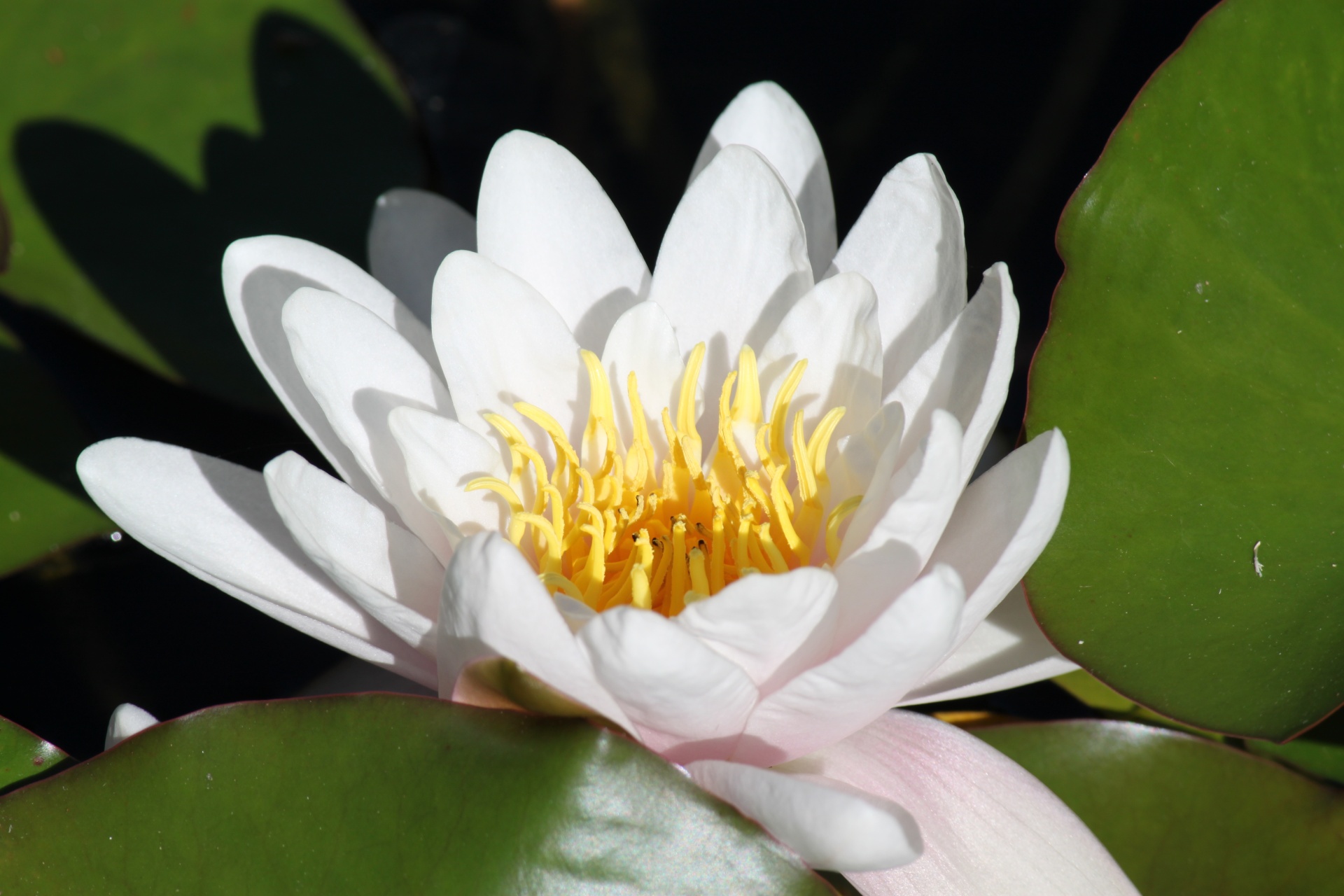 lotus flower blossom free photo