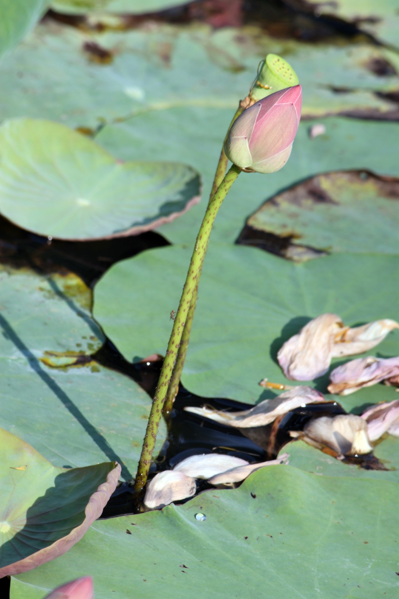 lotus flower blossom free photo