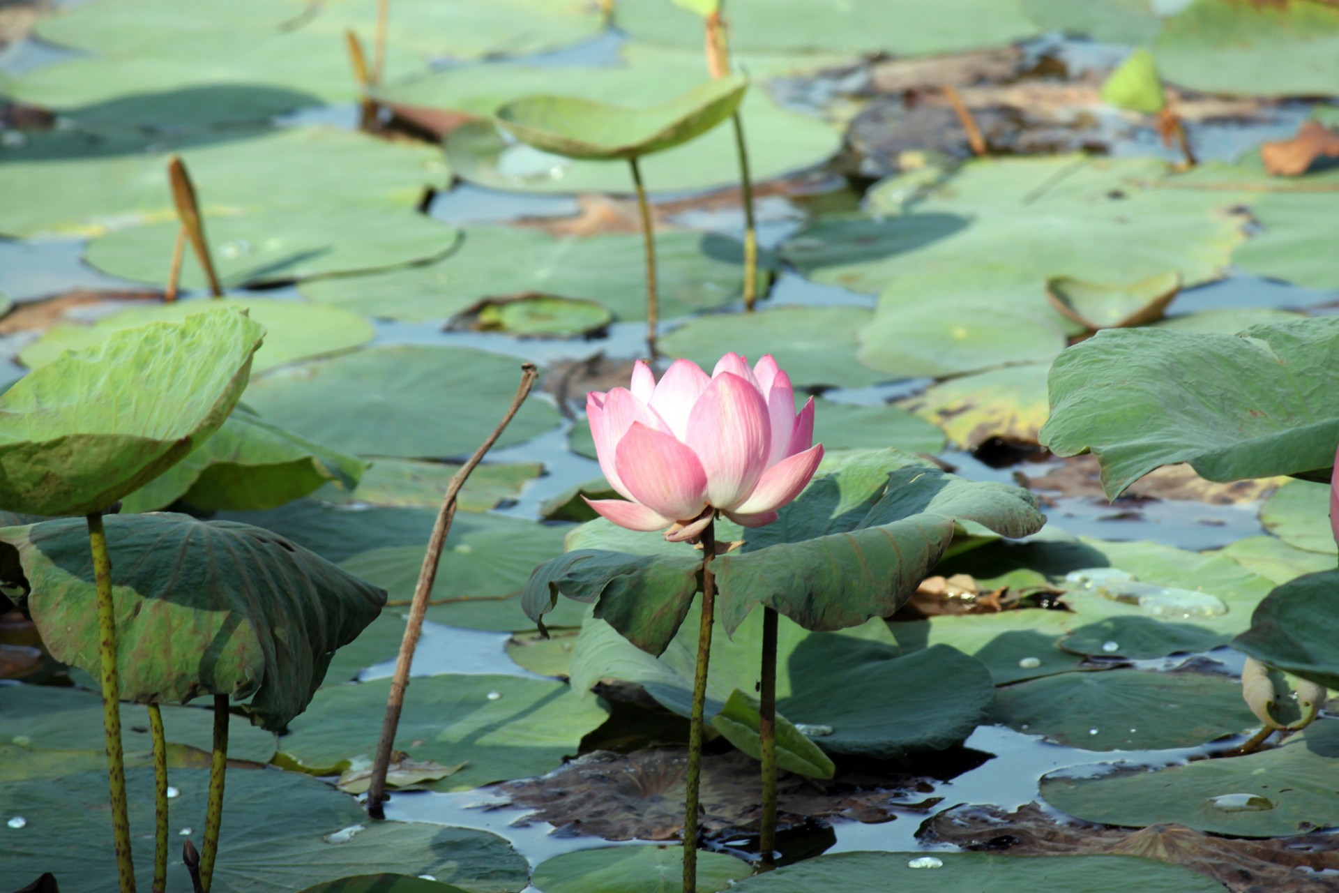 lotus flower blossom free photo