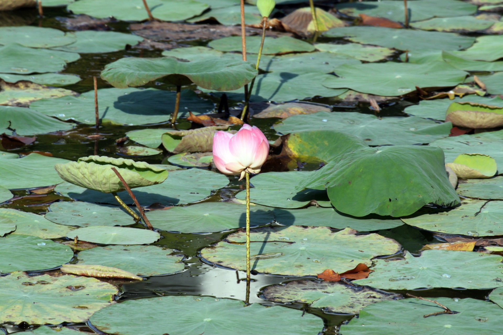 lotus flower blossom free photo