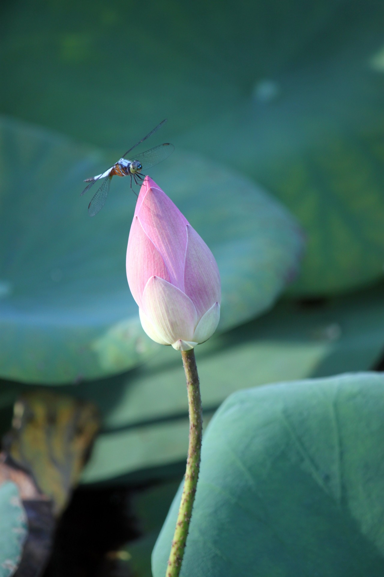 lotus flower blossom free photo