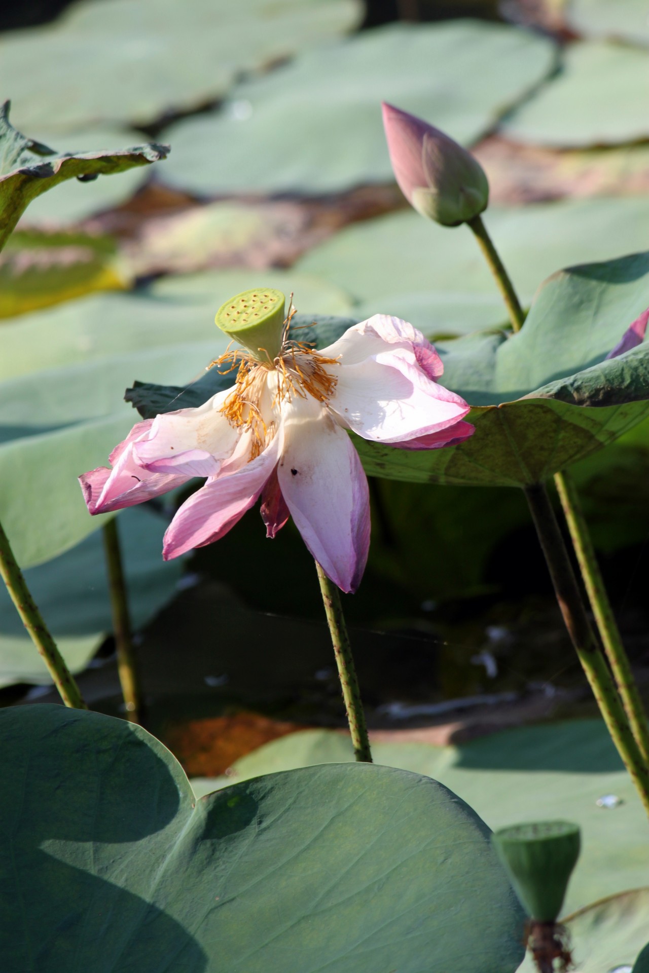 lotus flower blossom free photo