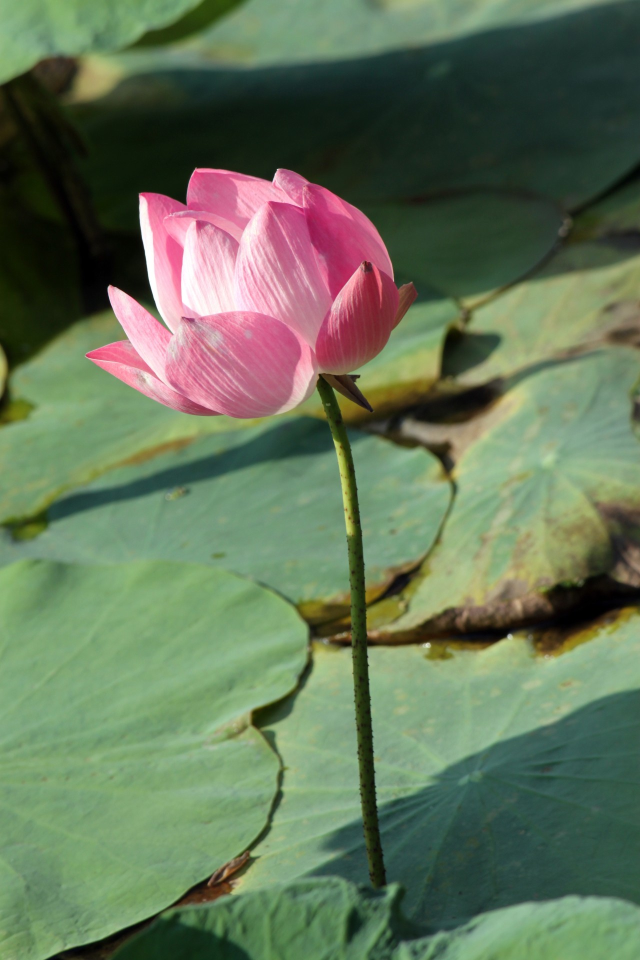 lotus flower blossom free photo