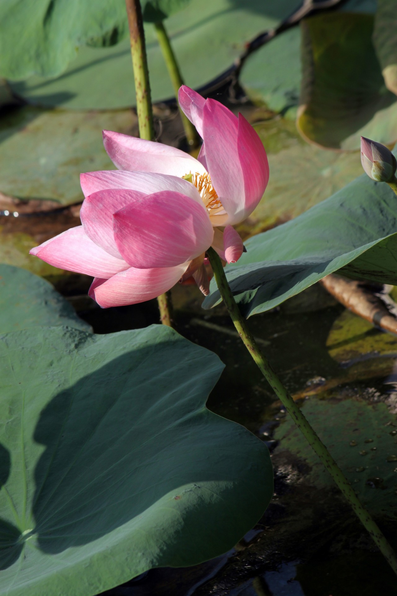 lotus flower blossom free photo