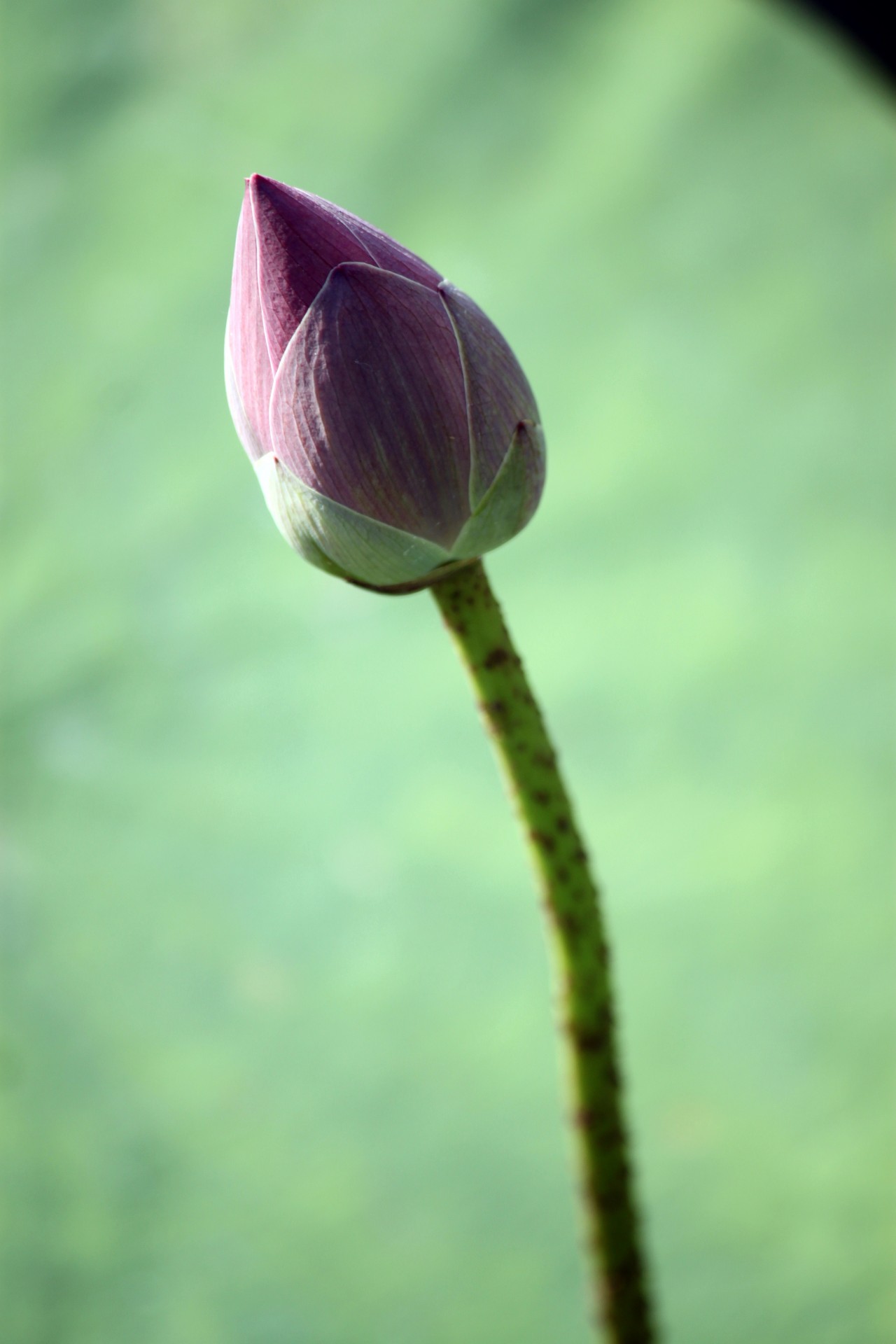 lotus flower blossom free photo