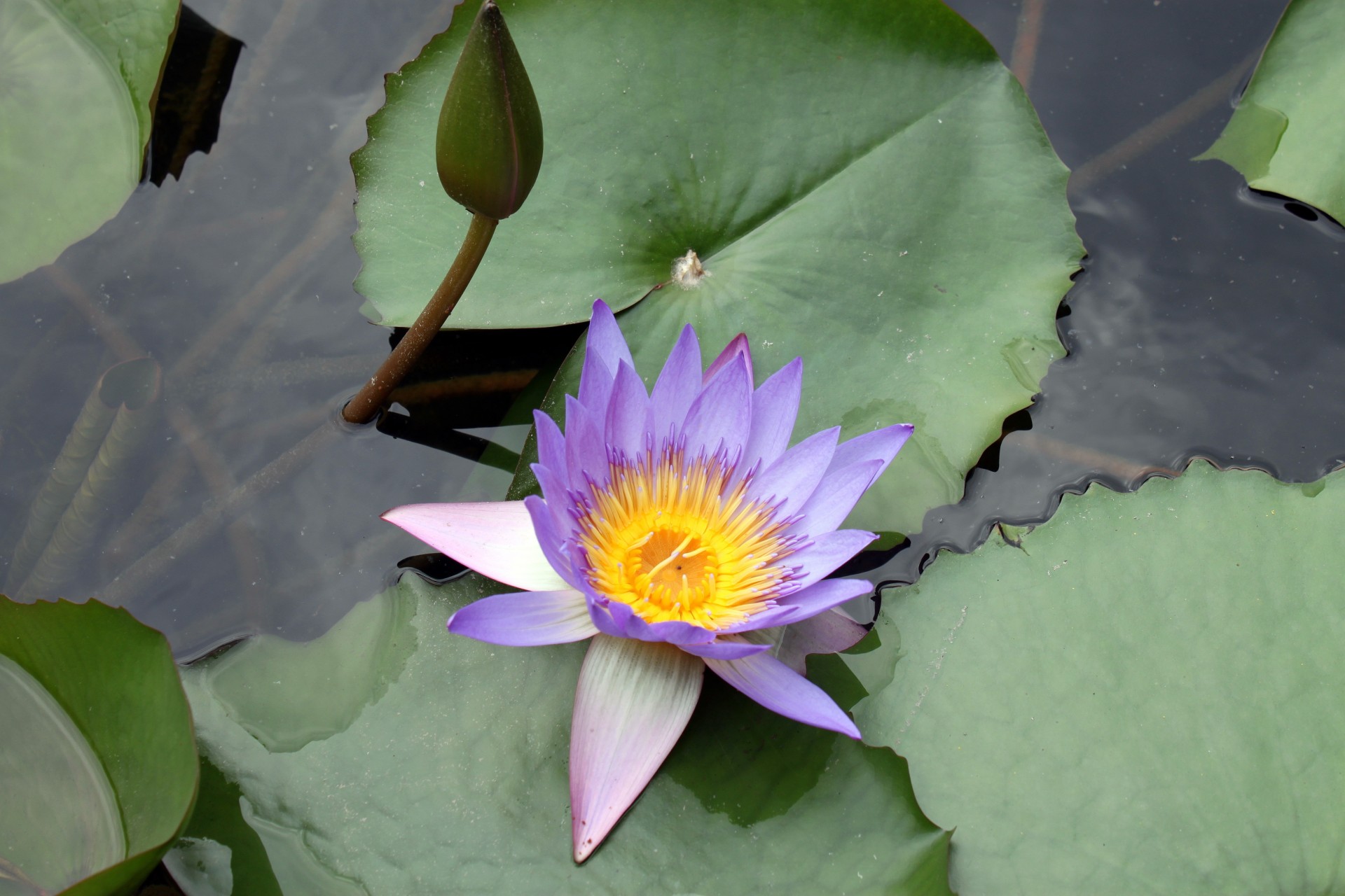 lotus flower blossom purple lotus leave free photo