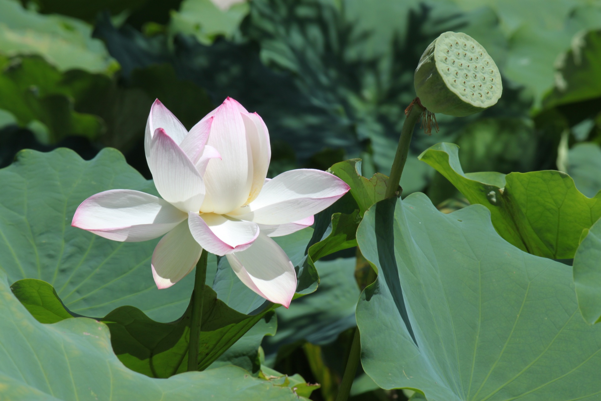 sydney botanic garden free photo