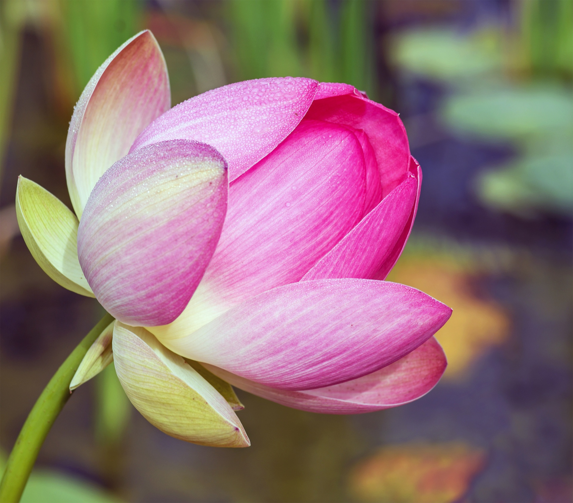 flower lotus pink free photo