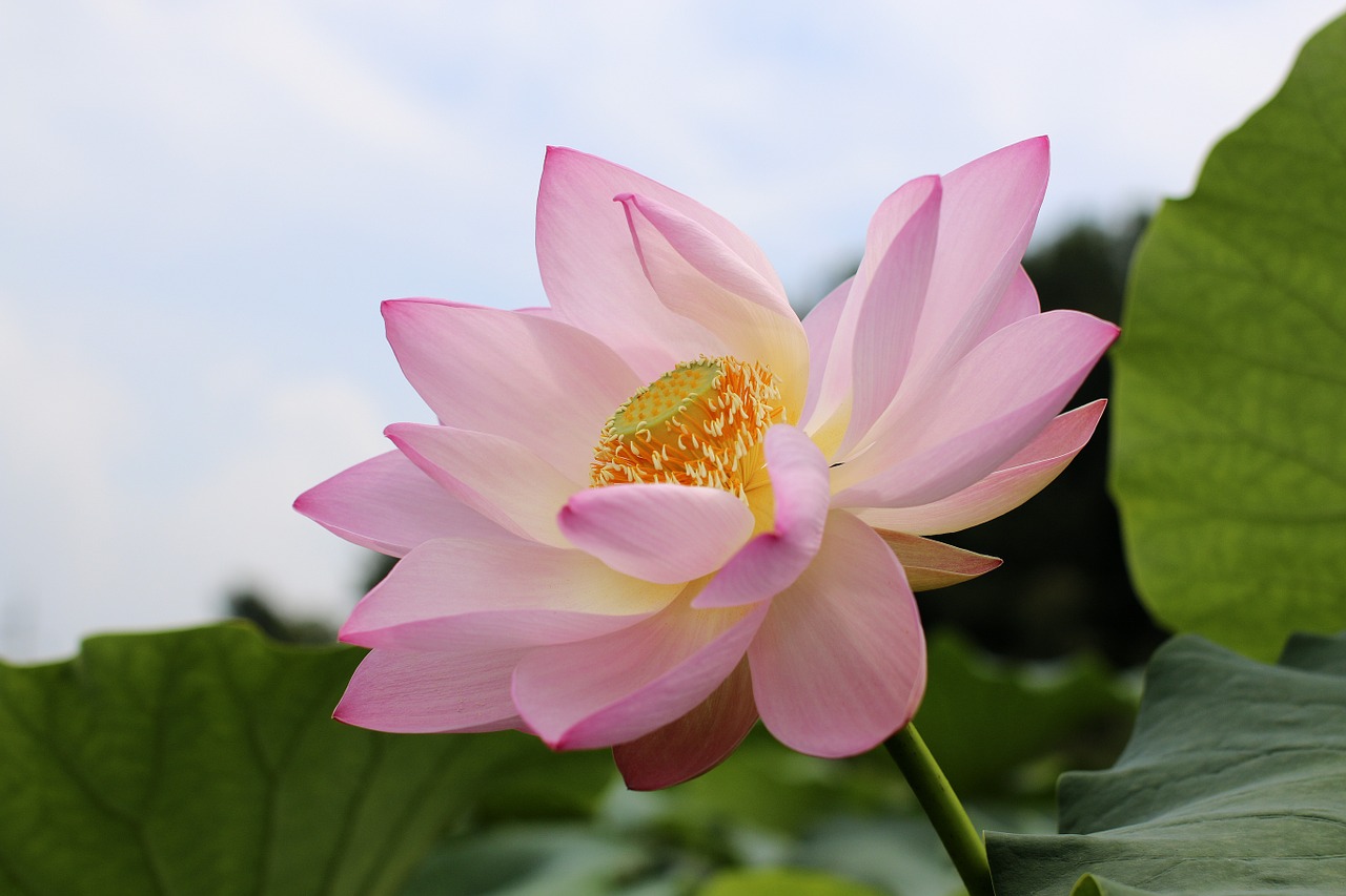 lotus flowers beauty the beauty free photo