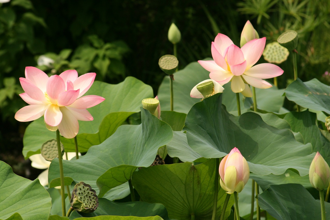 lotus flowers water lilies flower free photo