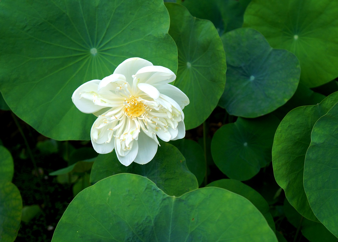 lotus flowers white lotus vietnam free photo