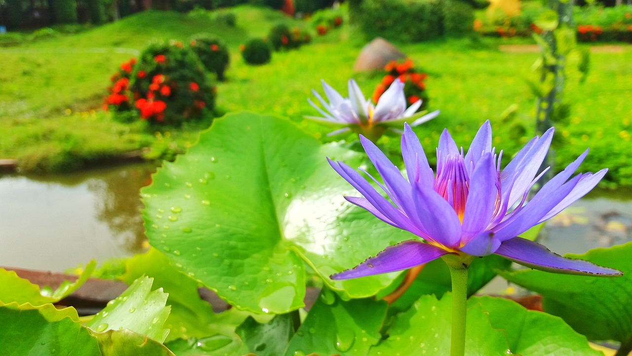 lotus flowers lotus lotus purple free photo