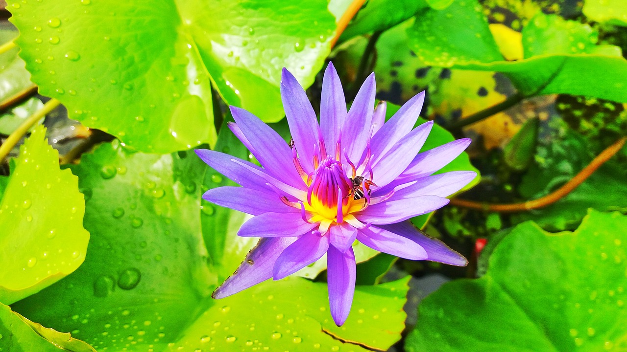 lotus flowers lotus lotus purple free photo