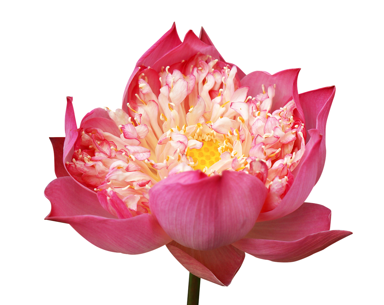 lotus flowers decorate pink lotus free photo