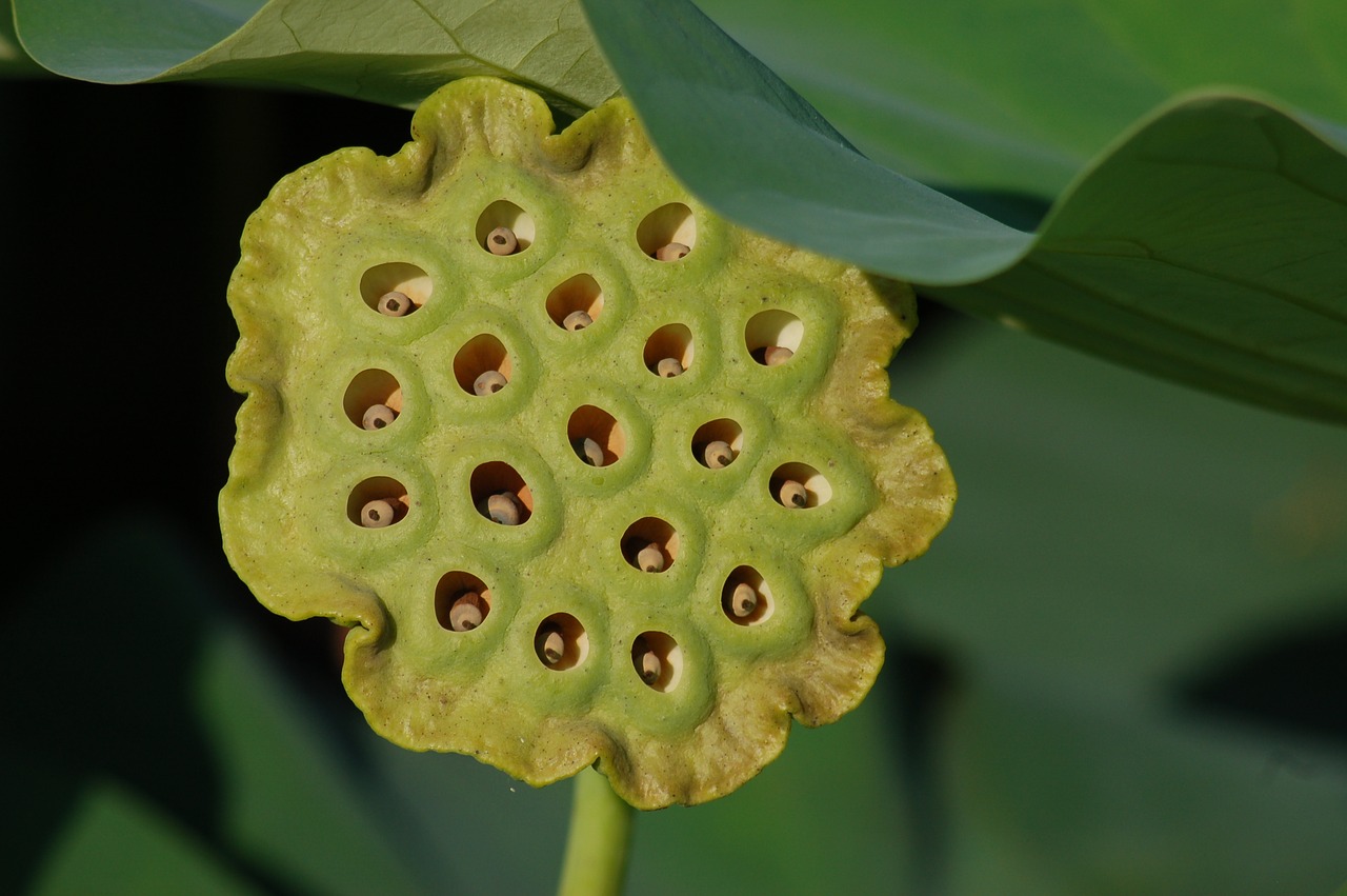 lotus flowers  outdoors  summer free photo