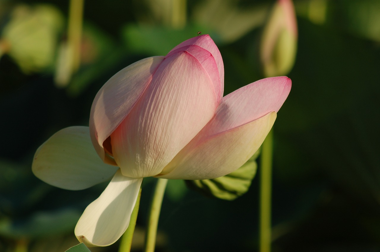 lotus flowers  flower  pond free photo