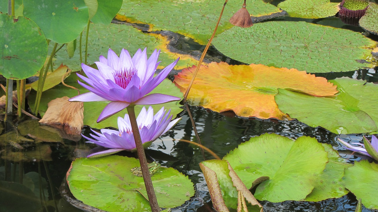 lotus flowers  water lily  pond plant free photo