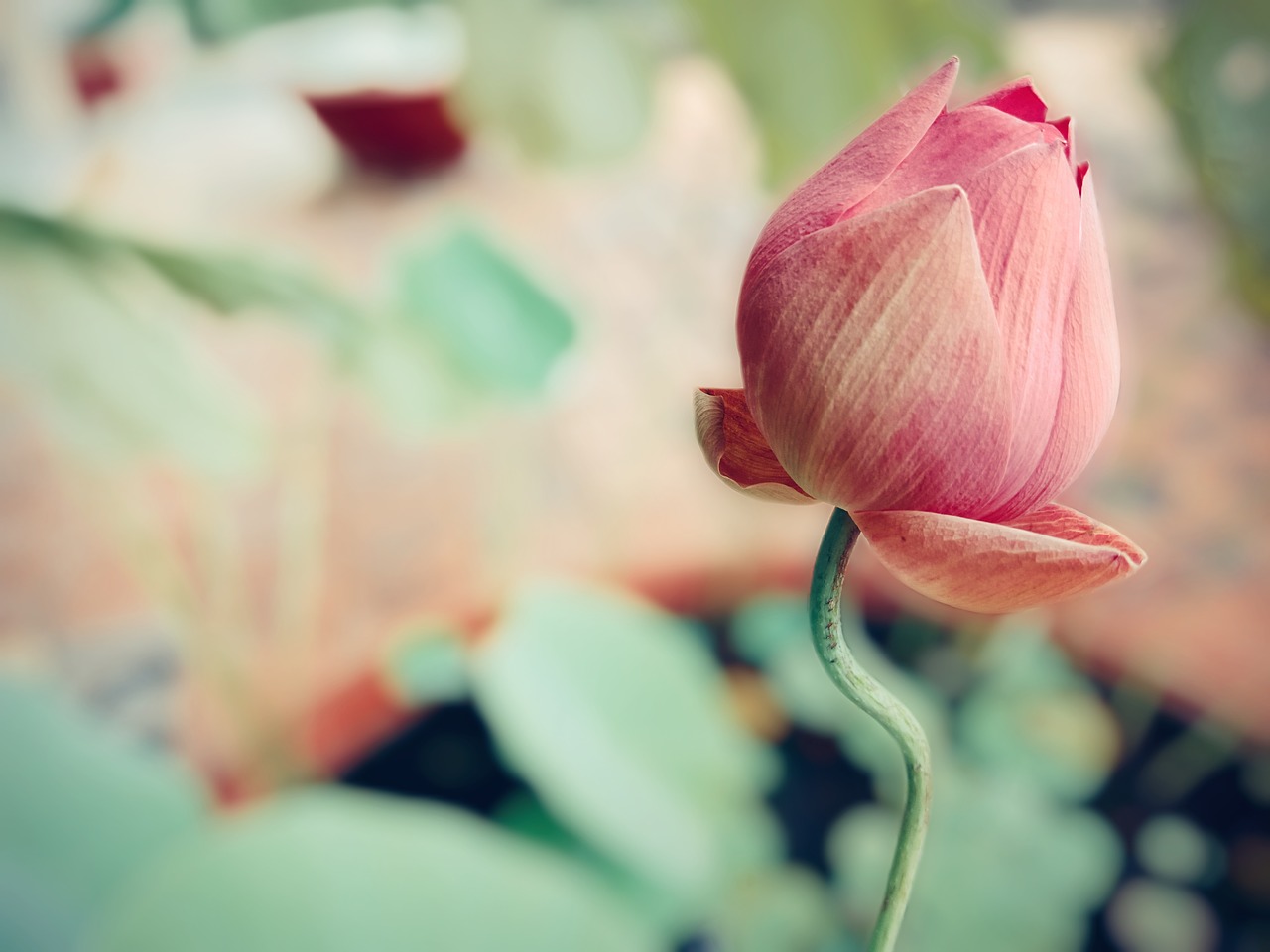 lotus flowers  lotus  pink lotus free photo