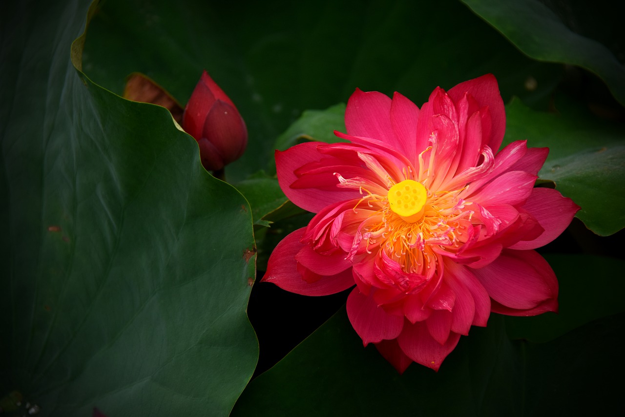 lotus flowers  red  nice free photo