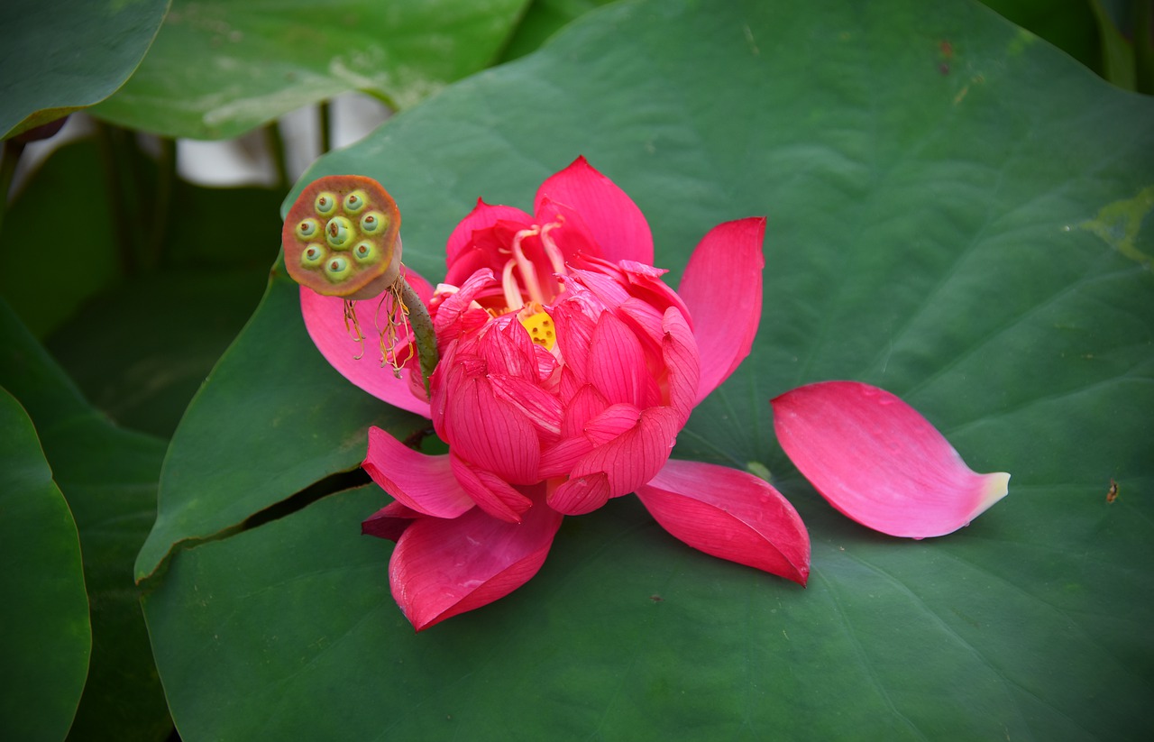 lotus flowers  red  nice free photo