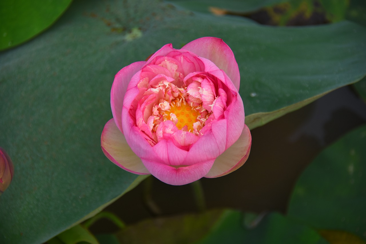 lotus flowers  throat  red free photo