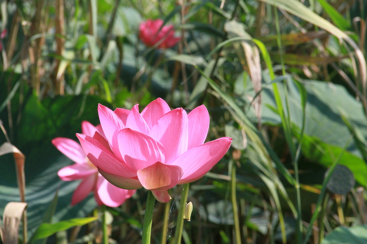 lotus flowers flower water free photo