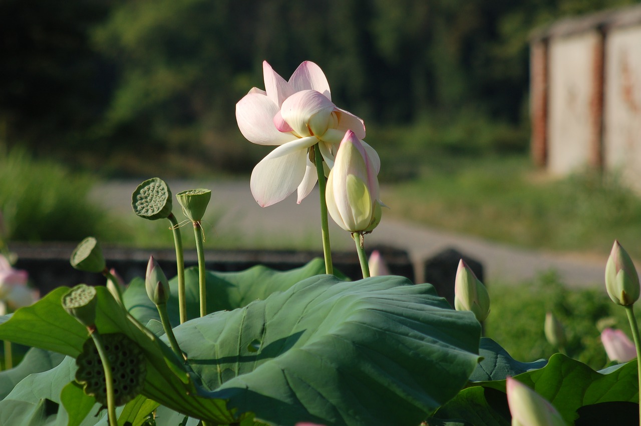 lotus flowers outdoor  summer  fior free photo