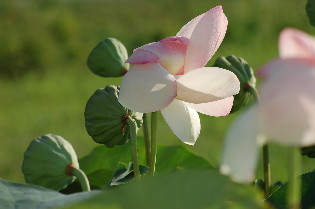 lotus flowers outdoor  summer  fior free photo