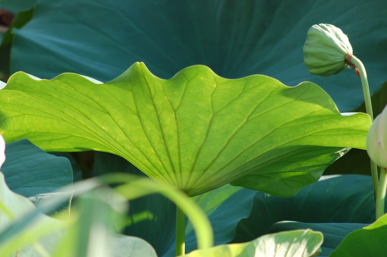 lotus flowers outdoor  summer  fior free photo