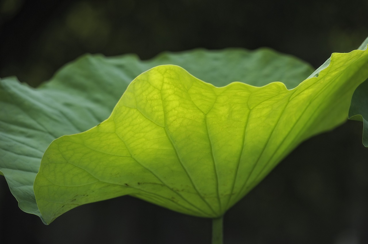 lotus leaf vein light transmittance free photo