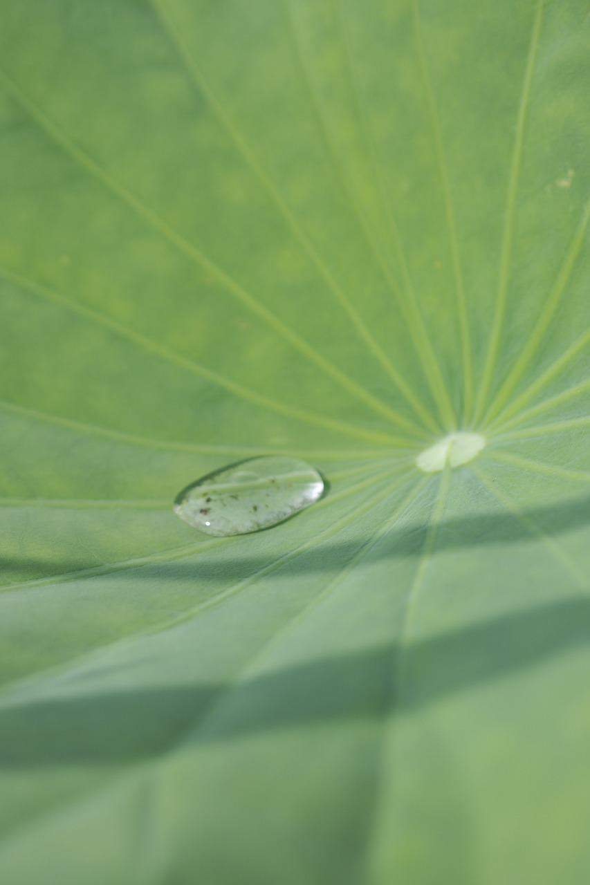 lotus leaf morning water free photo