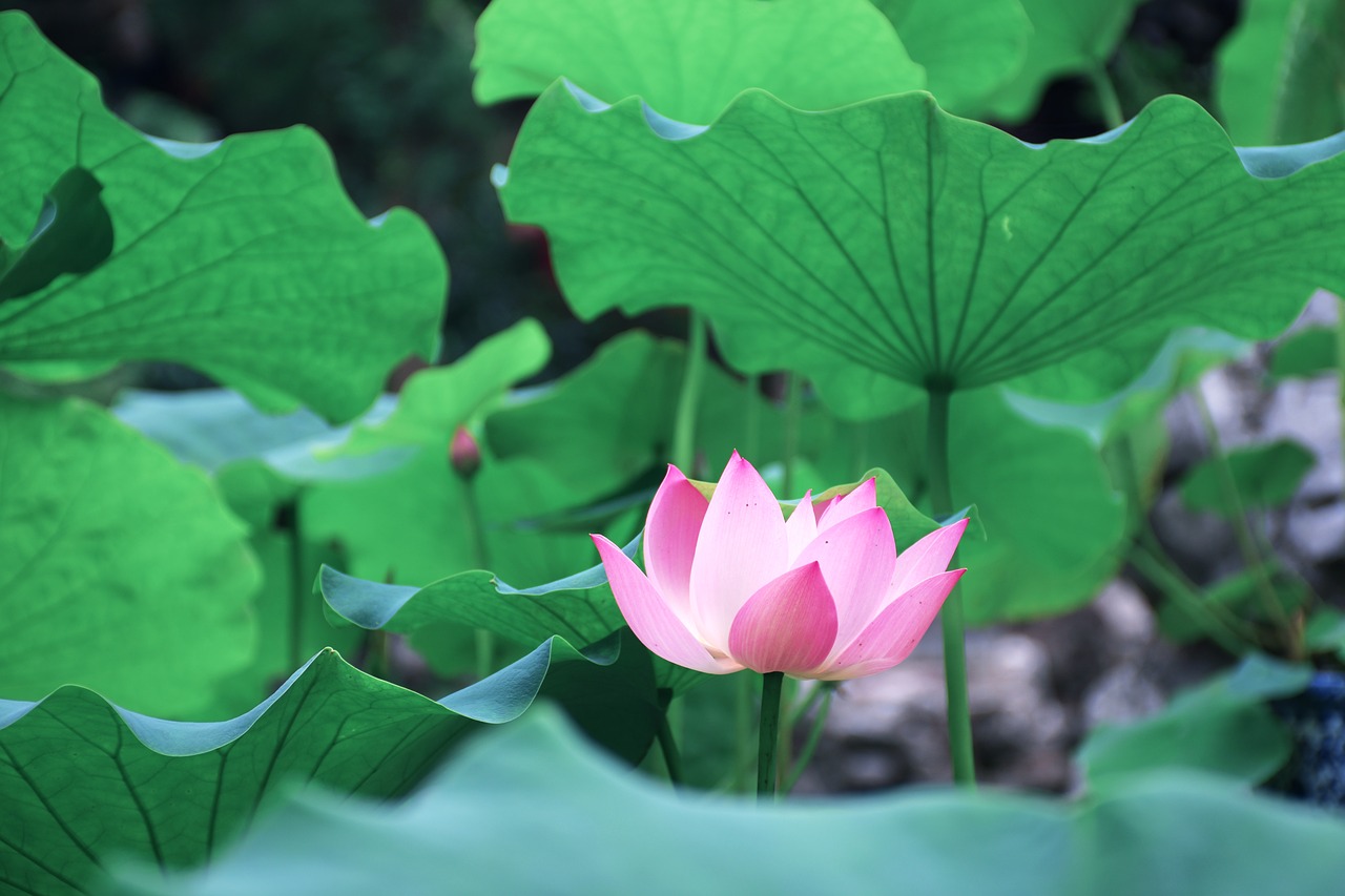 lotus leaf green views free photo