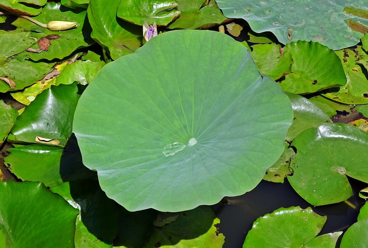 lotus leaf water drop droplet free photo